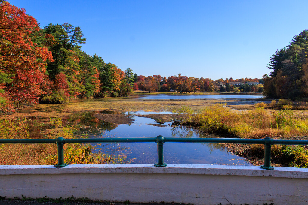 Peak fall colors by batfish