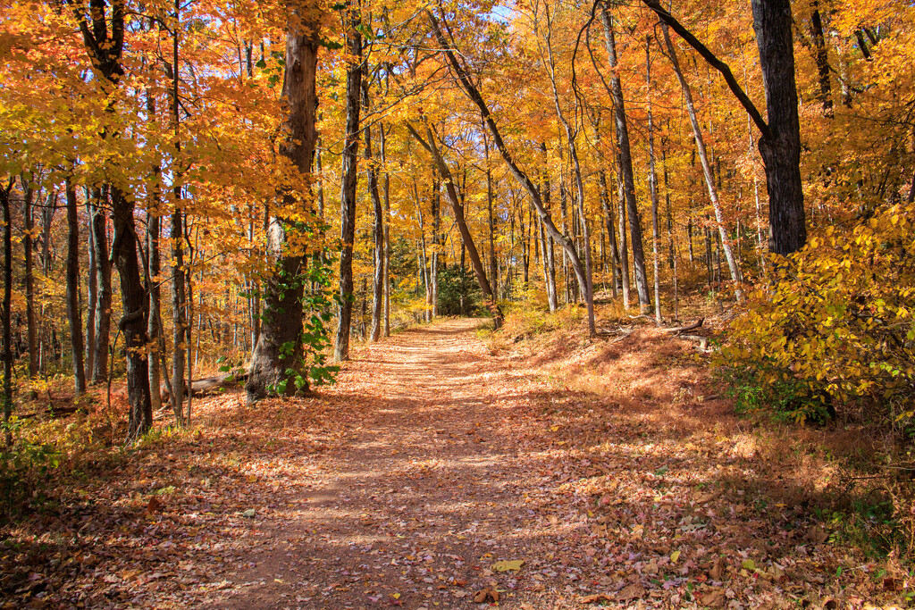 Peak fall colors by batfish