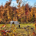 Horse in the pasture