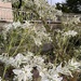 The garden at our library.