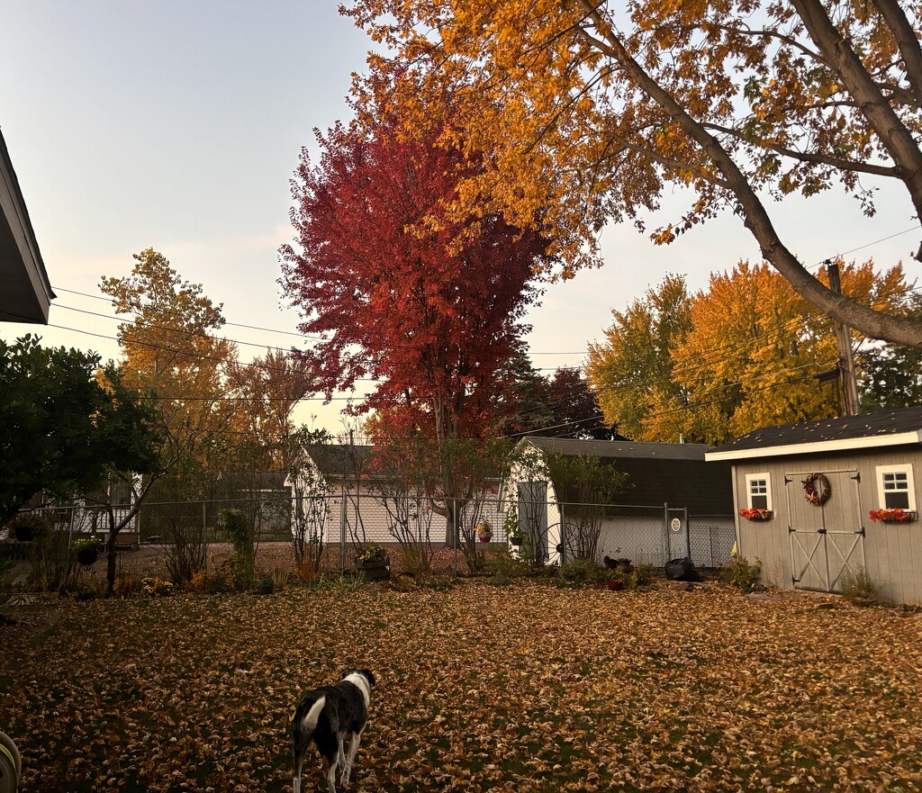 IMG_8063 blanket of leaves  by pennyrae