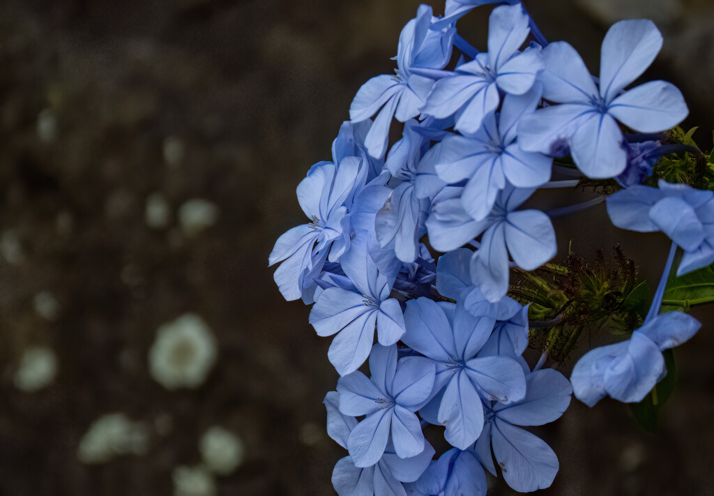 a little Plumbago by koalagardens