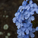 a little Plumbago