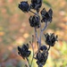 Dried Buds