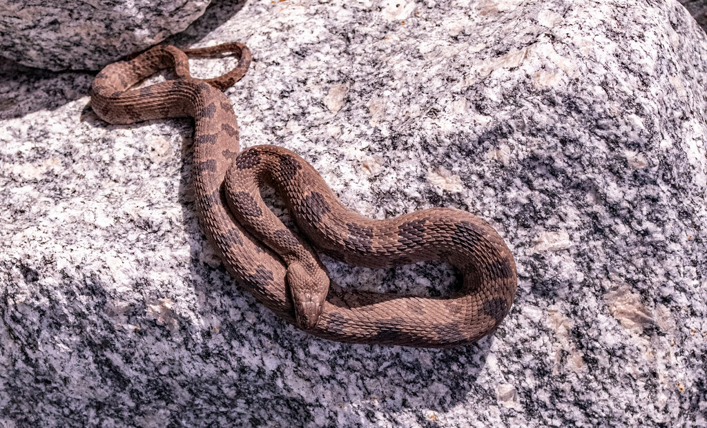 Brown Water Snake! by rickster549