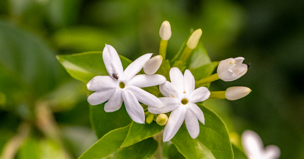 White Flowers and the Fly! by rickster549