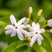 White Flowers and the Fly!