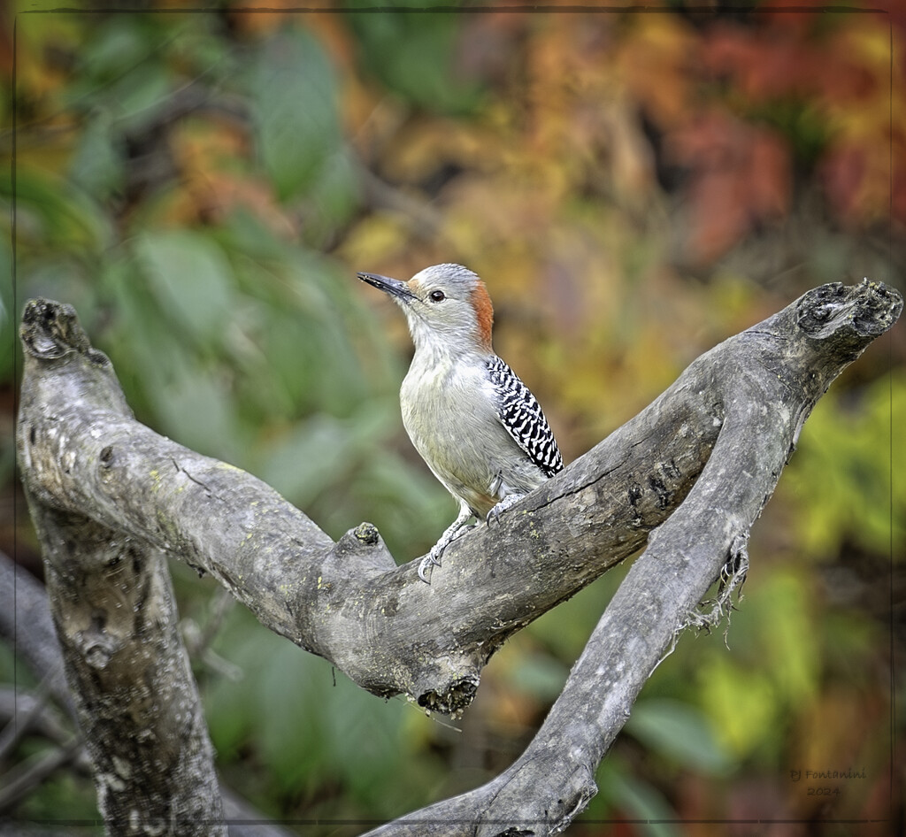 Female Red-Bellied woodpecker by bluemoon