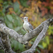 Female Red-Bellied woodpecker