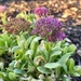 Sedum