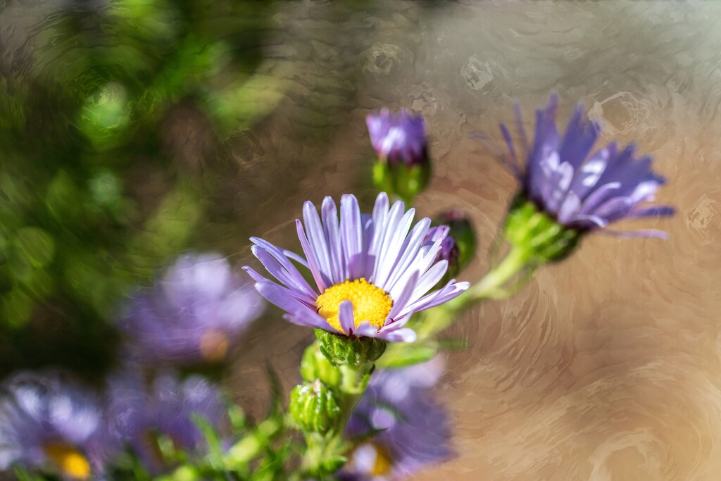 A lovely colour combination. by ludwigsdiana