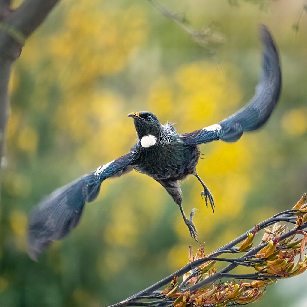 Takeoff Tui by helenw2