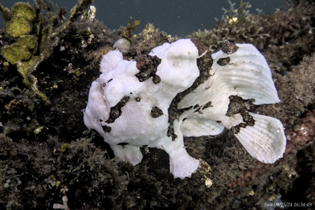 Frogfish by wh2021