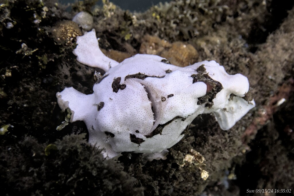 frogfish by wh2021