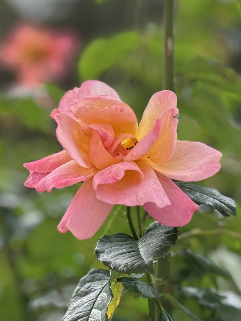 My favourite rose bush in the garden… by beverley365