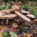 Monster Fungi