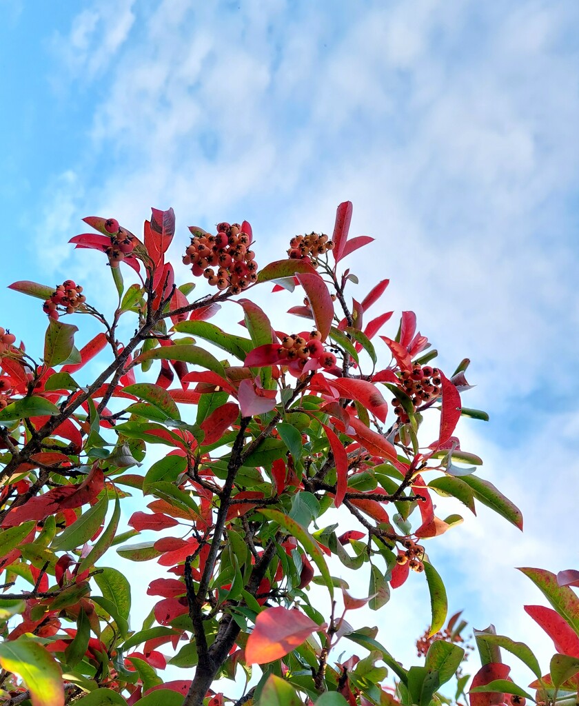 Berries and leaves by samcat