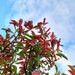 Berries and leaves