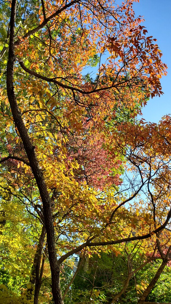 Autumn Rainbow by alophoto