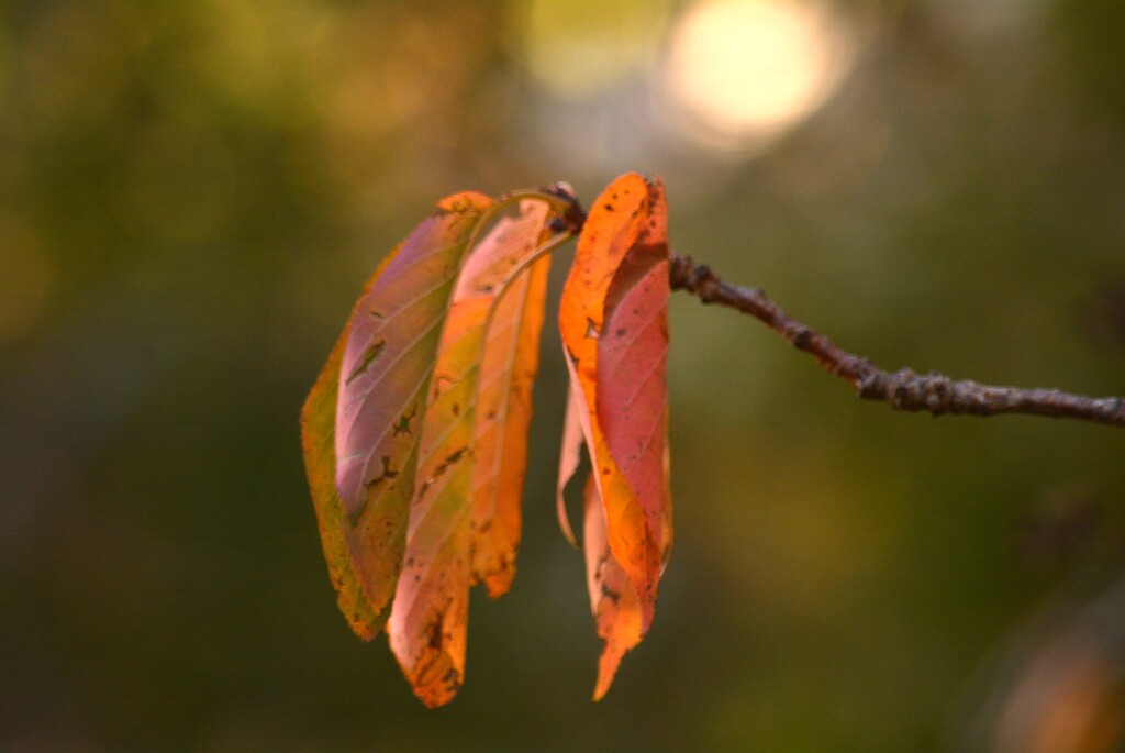 Droopy leaves~~~~ by ziggy77