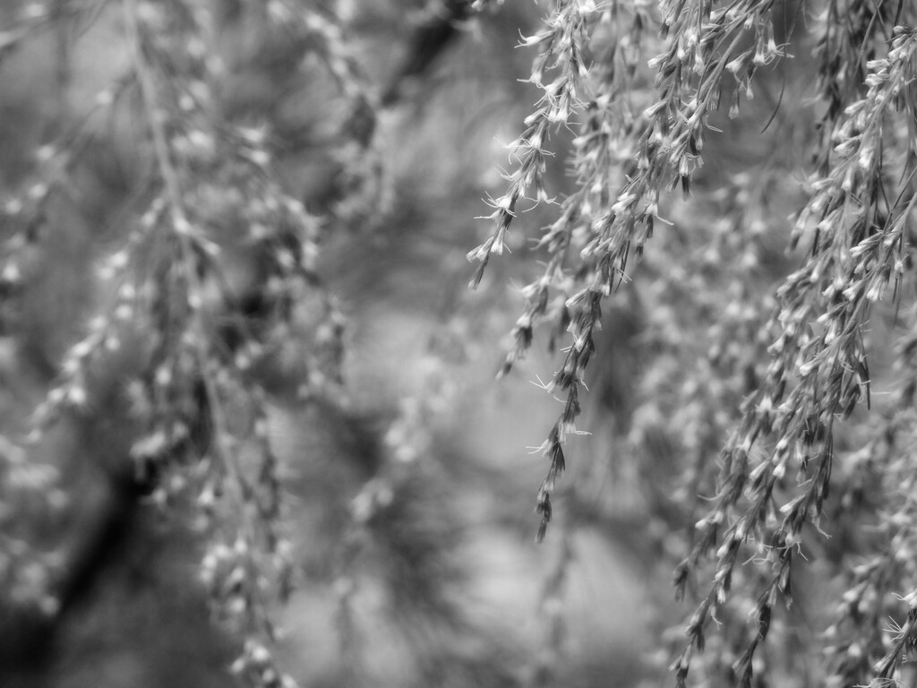 Tiny white blooms in b&w... by marlboromaam