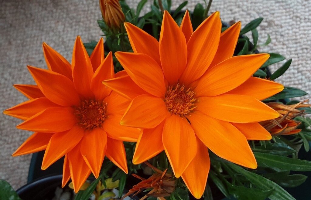 Two Orange Gazanias.  by grace55