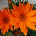 Two Orange Gazanias. 