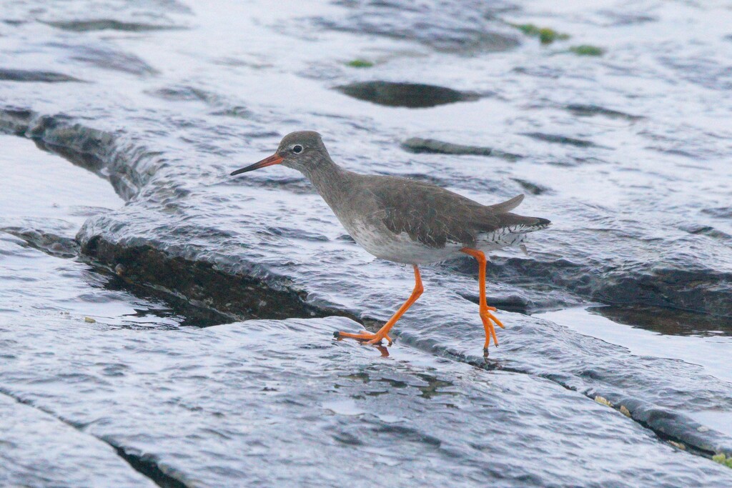 REDSHANK by markp