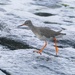 REDSHANK