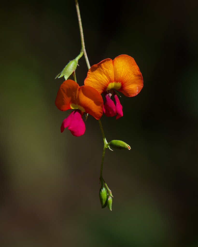 Flame Pea PA236344 by merrelyn