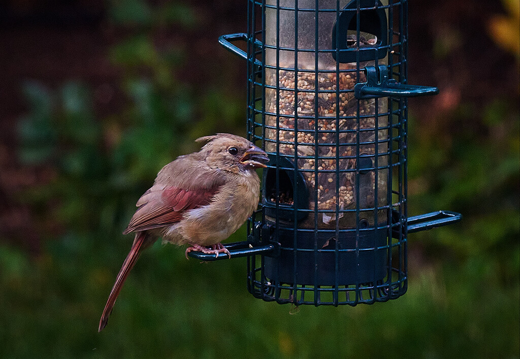 Young Female Cardinal by gardencat