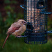 Young Female Cardinal