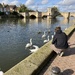 Photographing the Swans 