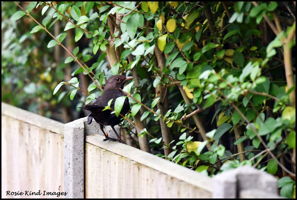 Sitting on the fence by rosiekind