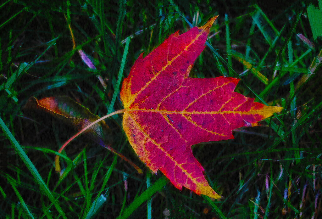 The Obligatory Fall Leaf Shot by gardencat