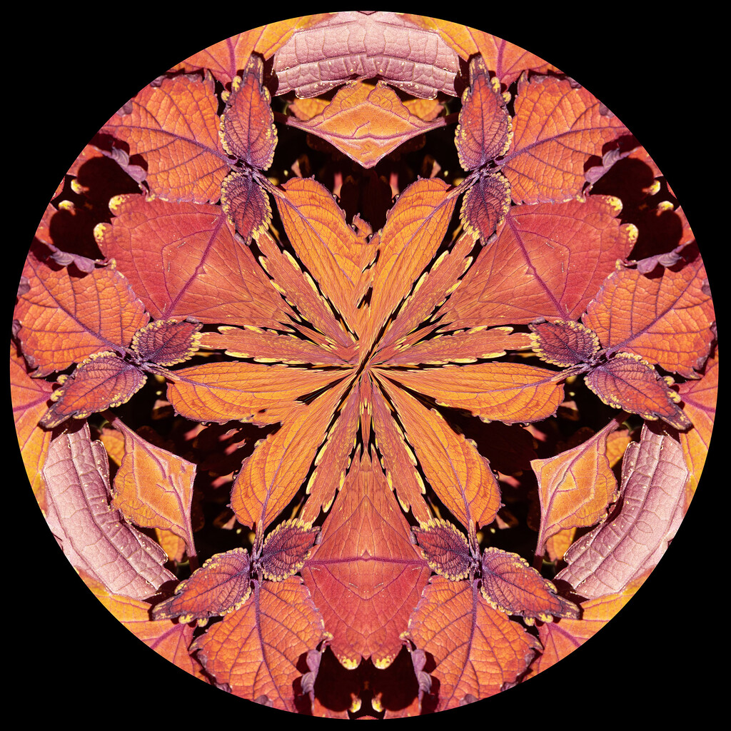 Round Leaf Kaleidoscope by k9photo