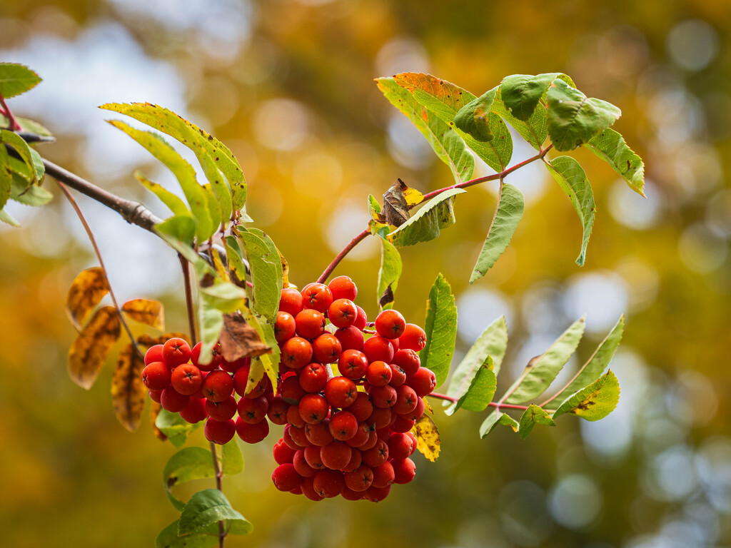 Red berries by haskar