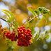 Red berries