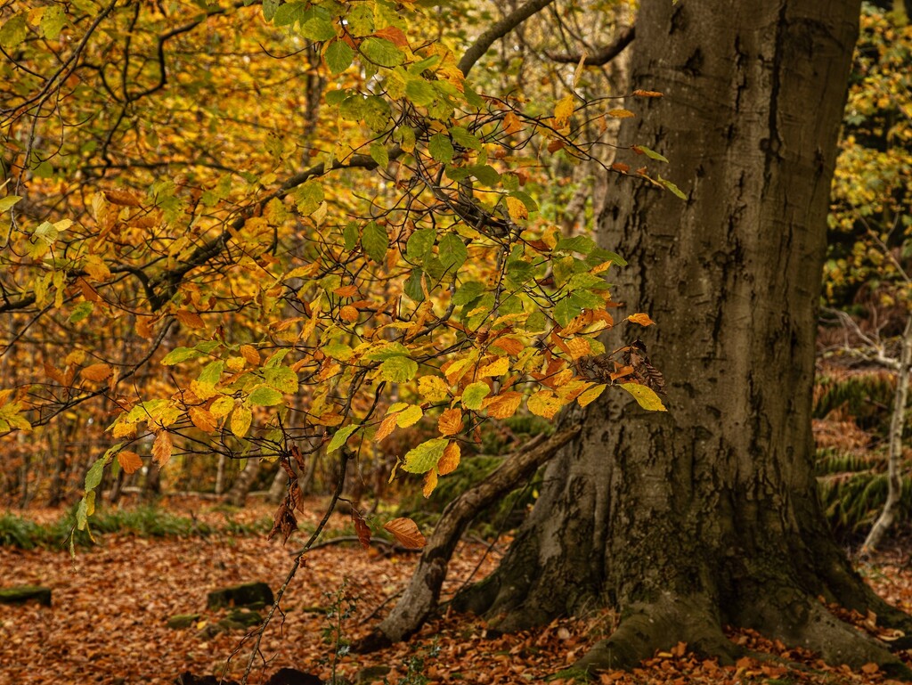 Deep into autumn…. by billdavidson