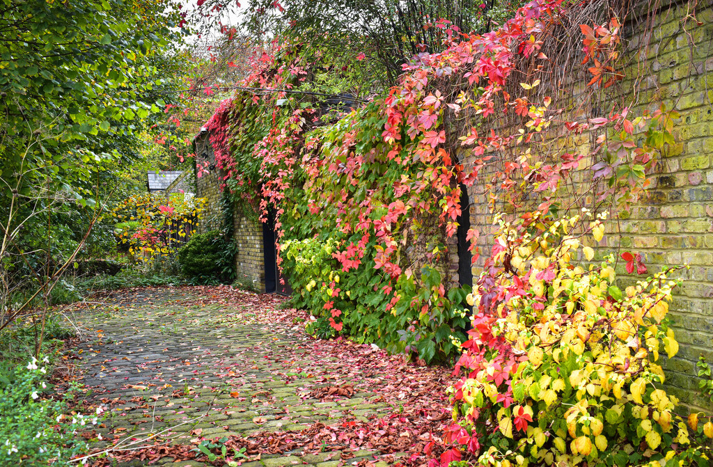 The wall of colour by tiaj1402