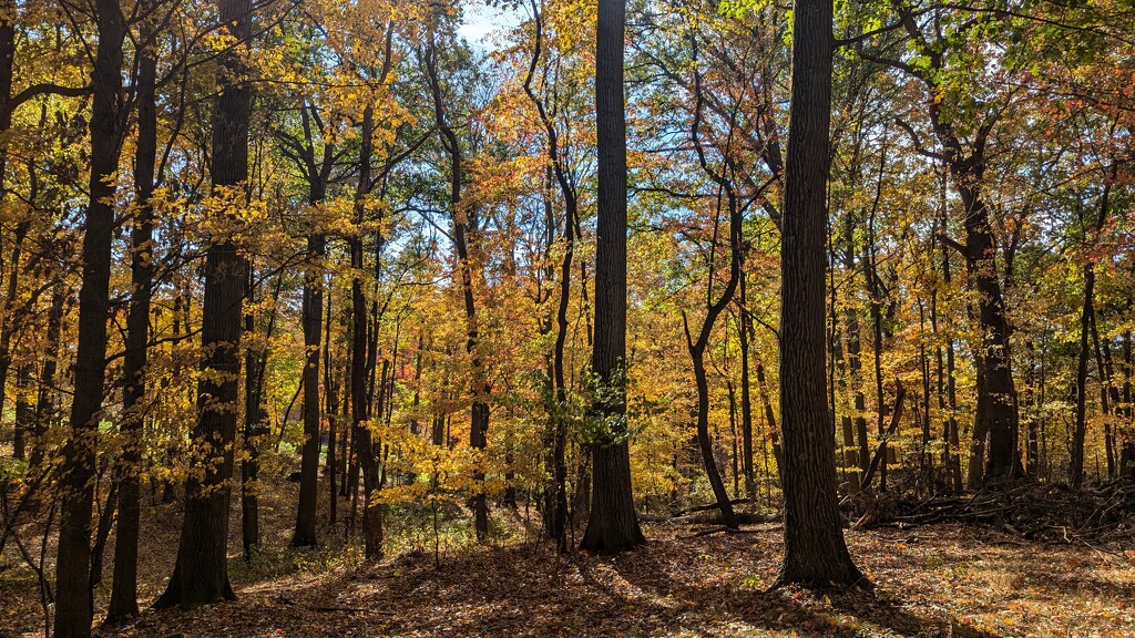 Golden Trees by julie