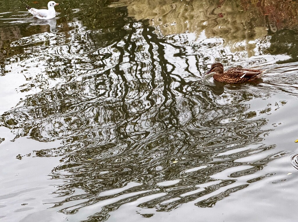 Reflections on Water  by rensala