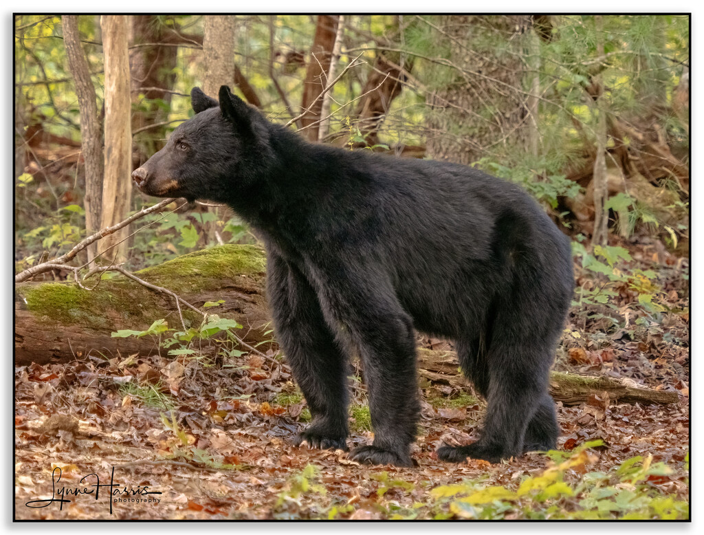 Bear in the Woods by lynne5477