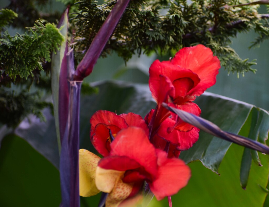 Flowers Outside Of The Ark by bjywamer