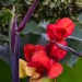 Flowers Outside Of The Ark