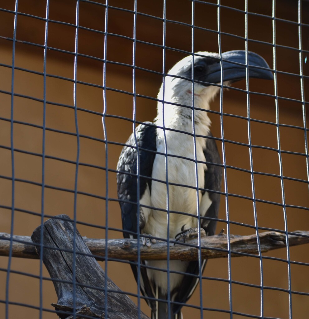 Hornbill by bjywamer