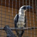 Hornbill