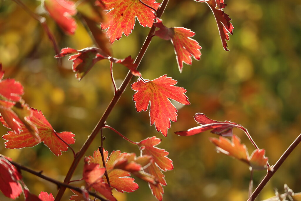 Golden Currant by 365projectorgheatherb