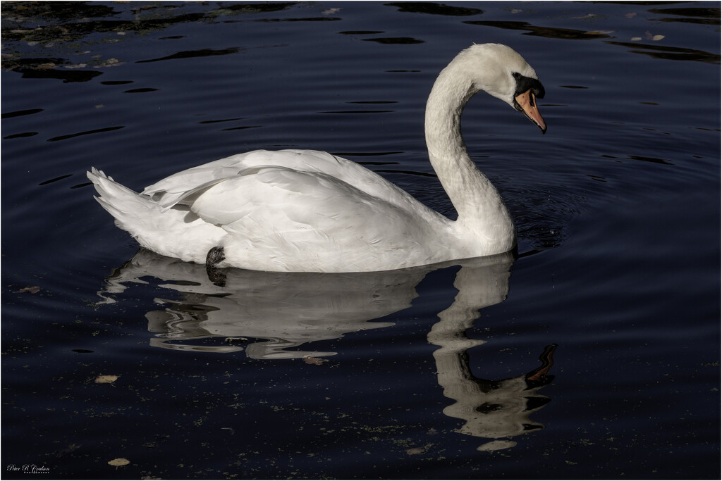 Male Swan by pcoulson