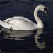 Male Swan